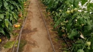 Выращивание томатов. Питание, подкормки в период начала плодоношения. Обзор Пинк Хит и Макан!