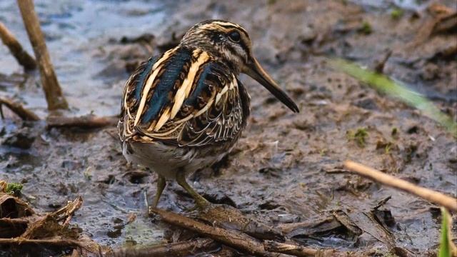 BTO Bird ID - Common and Jack Snipe смотреть онлайн