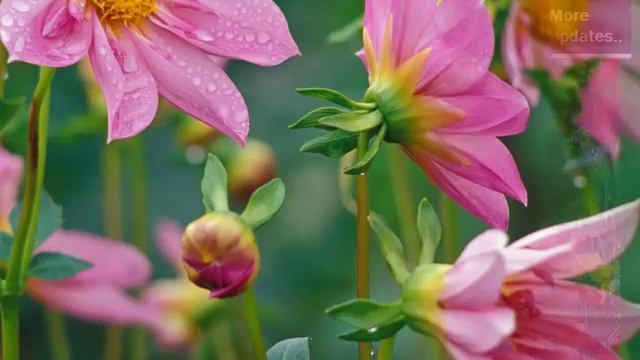 Garden Flowers Pictures - Collection Of Pictures