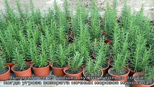 Розмарин: посадка и уход в домашних условиях смотреть онлайн