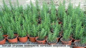 Розмарин: посадка и уход в домашних условиях