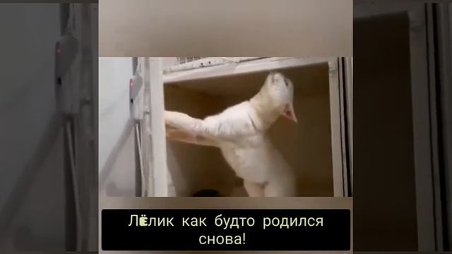 Лёлик очень ждет свои руки! смотреть онлайн