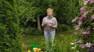 После этих подкормок шикарное цветение гортензии обеспечено /  Садовый гид