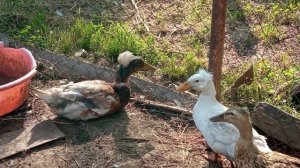 Утки для разведения. Какую утку выбрать?