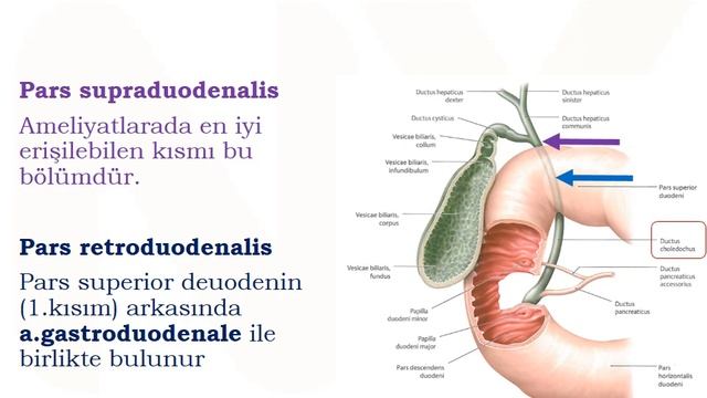 5- Safra Kesesi ve Safra Yolları Anatomisi смотреть онлайн