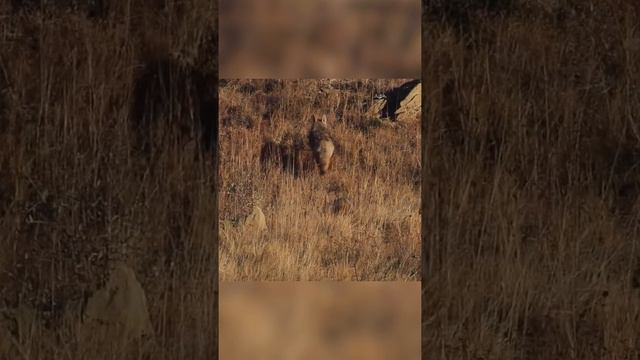 Койот и Барсук лучшие друзья смотреть онлайн