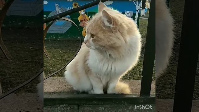 Мурка вернулась ))).mp4 смотреть онлайн