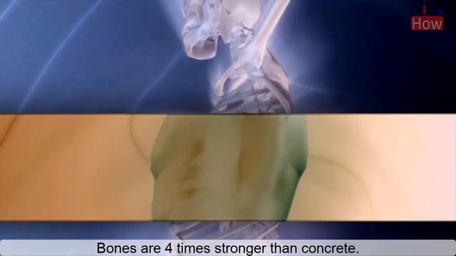 10+ Facts about Human Body | Amazing Body Facts | Interesting Facts смотреть онлайн