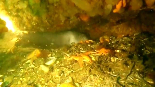 Havskatt 2. anarhichas lupus. Wolf fish смотреть онлайн