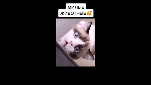 😻 ПРИКОЛЫ С КОШКАМИ №100 Смешные Коты И Котята! Самые Милые И Прикольные! смотреть онлайн