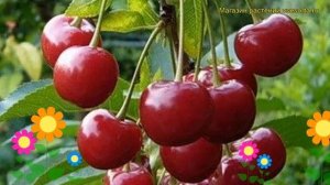 Вишня Гриот Белорусский. Краткий обзор, описание характеристик prunus cerasus Griot Belorusskiy