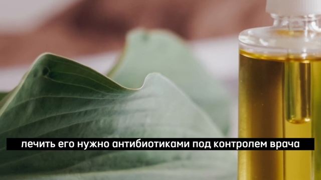 Китайские лекари открыли секрет КАМФОРНОГО МАСЛА ! Камфора смотреть онлайн