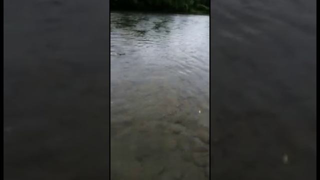 Ловля горбуши на воблер 55 мм (6,2 гр) от Mr. Musurok #shorts