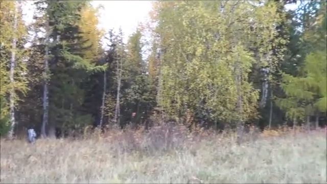 Прогулка...с пользой. смотреть онлайн