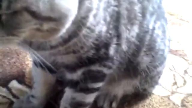 ГОВОРЯЩИЙ НЕДОВОЛЬНЫЙ КОТ МАКС смотреть онлайн