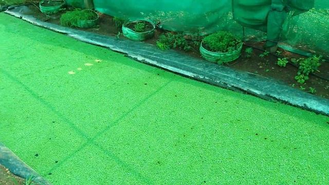 அசோலா பற்றிய முழு விவரங்கள் || Details about AZOLLA || FutureFarming смотреть онлайн