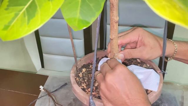 HOW TO GRAFT AERIAL ROOTS ON A RUBBER TREE BONSAI смотреть онлайн