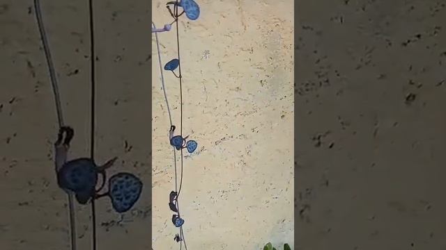 Ceropegia linearis cv. woodii "String of hearts" смотреть онлайн