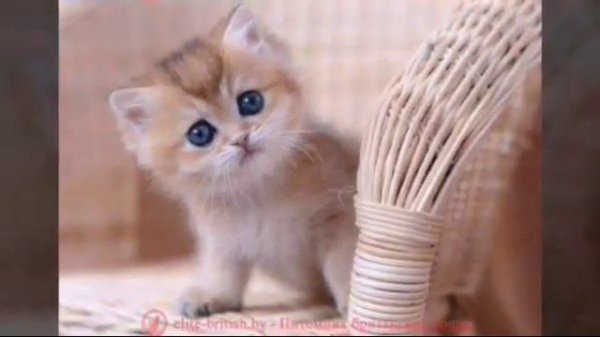 Клип чудо вокруг