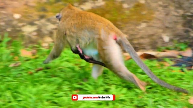 Incredible Cute Baby Monkey Asking Rose's Milk And Hugging Mum Rose So Warmly As Their Mum