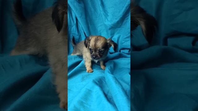 Cute long-haired chihuahua puppy./Милый щенок длинношерстный чихуахуа. смотреть онлайн