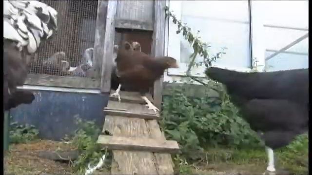 Редкая порода кур-Куры Немецкий Райсхюнер Содержание редких кур смотреть онлайн