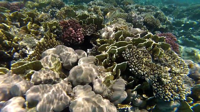 Club El Faraana Reef 4* Ras Um El Sid. Egypt смотреть онлайн