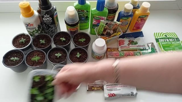 Чем простимулировать рост эустомы и петунии.м-н ДАЧА г.Каменск-Уральский 16.02.2023 смотреть онлайн