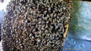 Взять мёд белой акации-Высший пилотаж в пчеловодстве-.Ждём милости от природы.