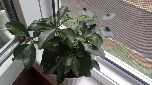 Излишки Почтой смотреть онлайн