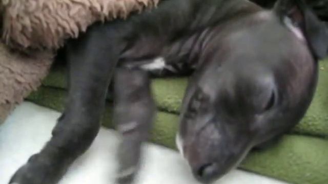 Tenshi sleeping смотреть онлайн
