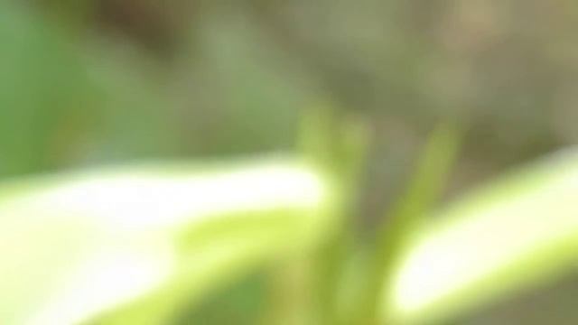 A Mordellidae sp., Pollinator of Cardiocrinum cordatum var. grehni オオウバユリとハナノミ смотреть онлайн