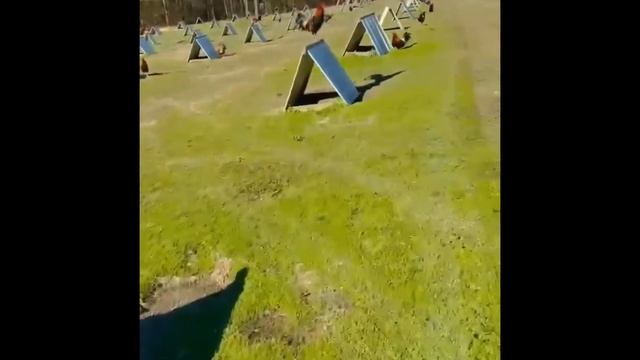 CAROL NESMITH (BLACK WATER GAME FARM) смотреть онлайн