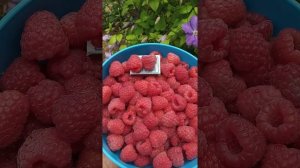 Размер ягоды удивляет!!!!Первая ягода малины Таруса 24.06.21г