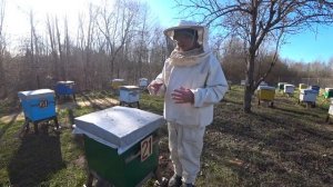 Пасека Лаврова. Мои методы ускоренного весеннего развития пчелосемей.