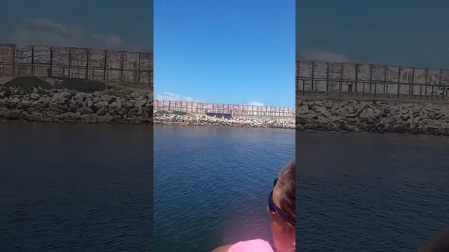 колония морских львов в порту Мар дель Плата смотреть онлайн