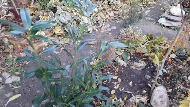 СКУМПИЯ КОЖЕВЕННАЯ,ЛАВРОВИШНЯ,ПУЗЫРЕПЛОДНИКИ,МАГОНИЯ,ГЕЙХЕРА,ФОТИНИЯ ПЕСТРОЛИСТНАЯ В МОЕМ САДУ!!!?? смотреть онлайн