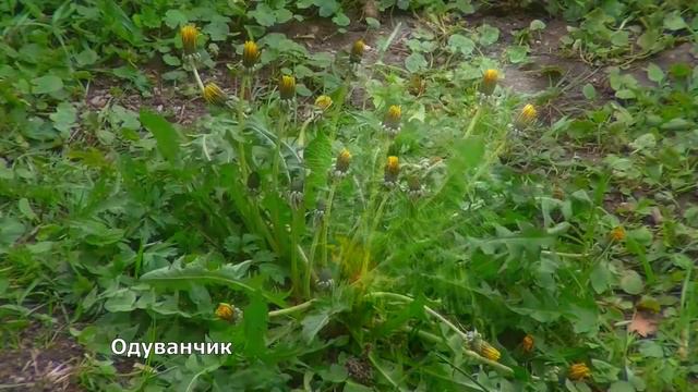 Цветущие цветы для детей. Ускоренная съемка. смотреть онлайн