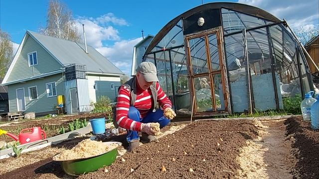 Показываю как сажаю лук семейный, и подсеваю растения которые отпугивают луковую муху смотреть онлайн