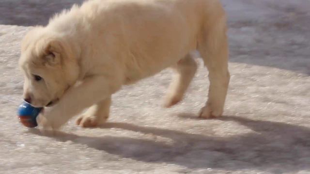 щенок САО/алабай/среднеазиатская овчарка Ин-Алтын Жаназар продажа смотреть онлайн