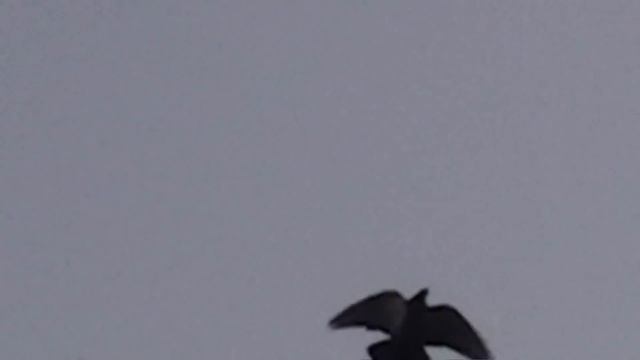 Бесстрашный и голодный ястреб смотреть онлайн