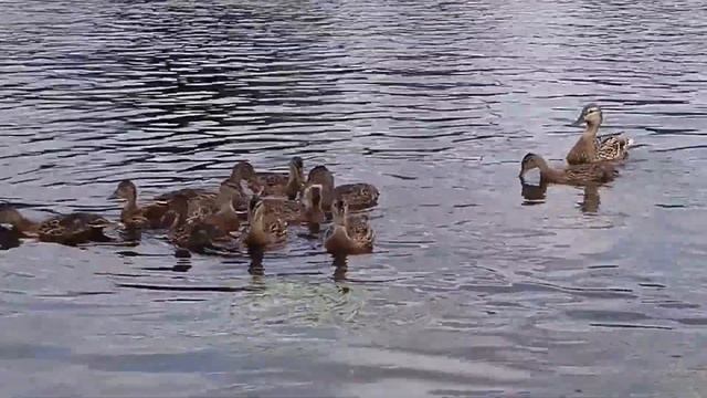 Сплав по реке Моша. смотреть онлайн