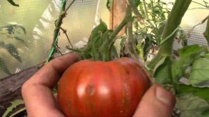 Томат Амурский тигр