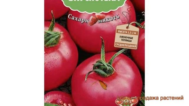 Томат обыкновенный Румянец (rumyanets) ? томат Румянец обзор: как сажать семена томата Румянец смотреть онлайн