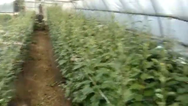 хризантемы заболевание смотреть онлайн