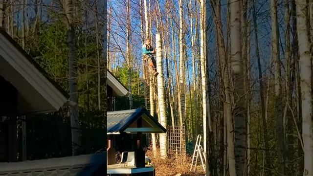 Пилим дерево на дачном участке смотреть онлайн