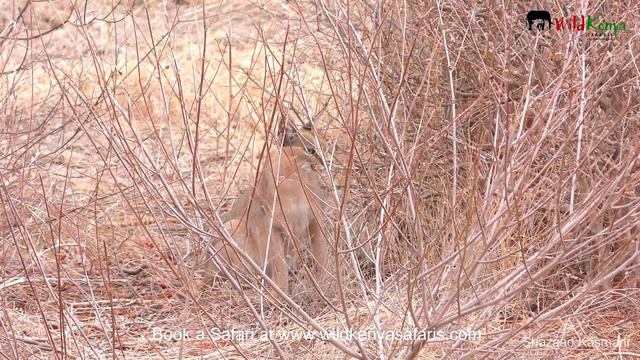 African Caracal Cat | Rare sighting смотреть онлайн
