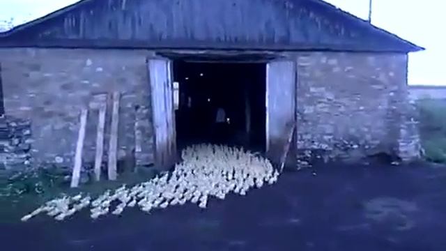 Айда домой смотреть онлайн