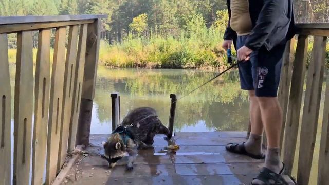 ЕНОТ ПОЛОСКУН ВИТЯ, КОТОРЫЙ БОИТСЯ ВОДЫ!!! ВПЕРВЫЕ ОН ПЛАВАЕТ НА ОЗЕРЕ смотреть онлайн