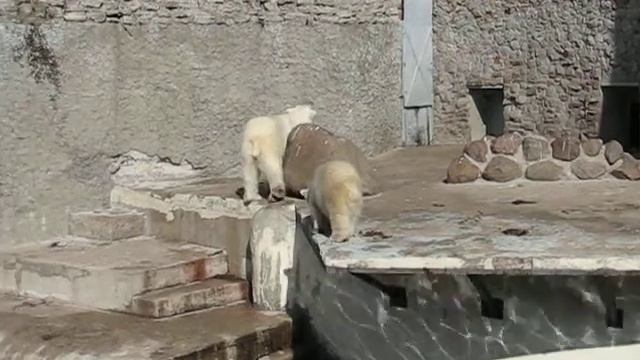 Ленинградский зоопарк смотреть онлайн